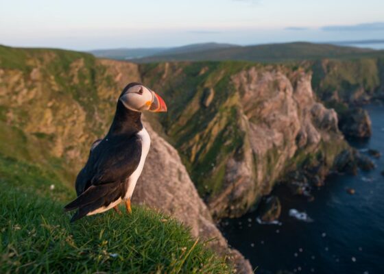 shetland nature tours