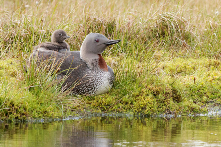 Schedule 1 Species Assignments – Merlin & Red-Throated Diver – Shetland ...